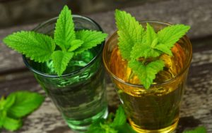 lemon-balm-770051_1920